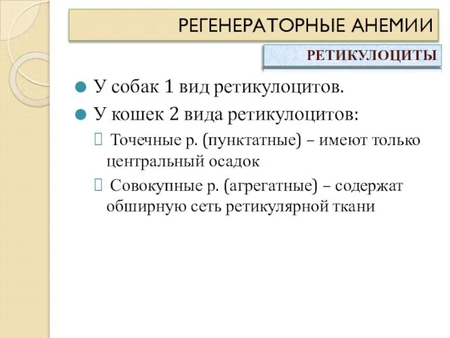 РЕГЕНЕРАТОРНЫЕ АНЕМИИ У собак 1 вид ретикулоцитов. У кошек 2 вида ретикулоцитов: