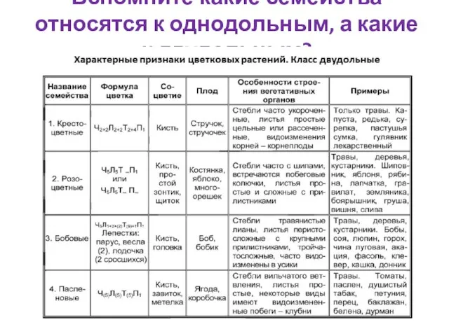 Вспомните какие семейства относятся к однодольным, а какие к двудольным?