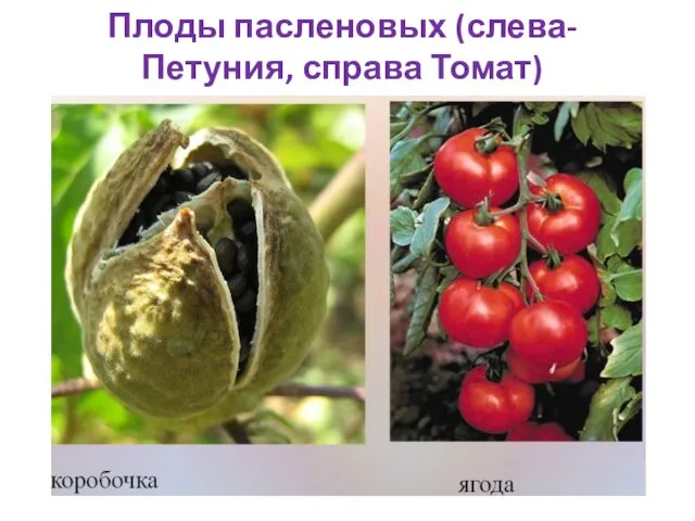 Плоды пасленовых (слева- Петуния, справа Томат)
