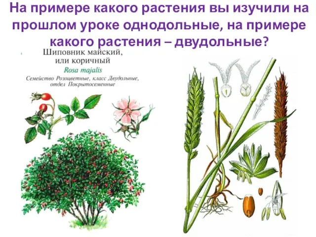 На примере какого растения вы изучили на прошлом уроке однодольные, на примере какого растения – двудольные?