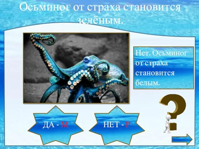 Осьминог от страха становится зелёным. ДА - М НЕТ - Р Нет.