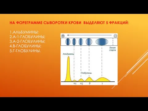 НА ФОРЕГРАММЕ СЫВОРОТКИ КРОВИ ВЫДЕЛЯЮТ 5 ФРАКЦИЙ: 1.АЛЬБУМИНЫ; 2.Α-1-ГЛОБУЛИНЫ; 3.Α-2-ГЛОБУЛИНЫ; 4.Β-ГЛОБУЛИНЫ; 5.Γ-ГЛОБУЛИНЫ.