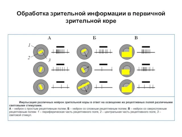 Обработка зрительной информации в первичной зрительной коре