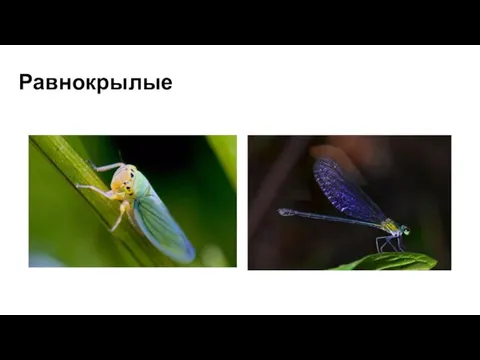 Равнокрылые