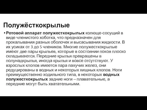 Полужёсткокрылые Ротовой аппарат полужесткокрылых колюще-сосущий в виде членистого хоботка, что предназначен для