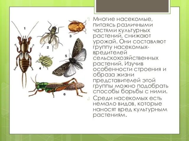 Многие насекомые, питаясь различными частями культурных растений, снижают урожай. Они составляют группу