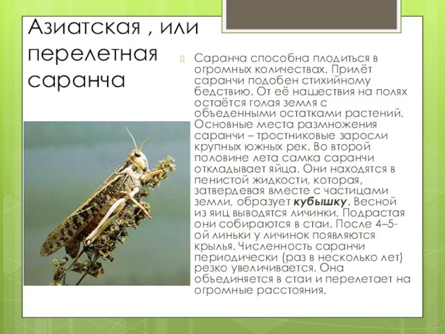 Азиатская , или перелетная саранча Саранча способна плодиться в огромных количествах. Прилёт