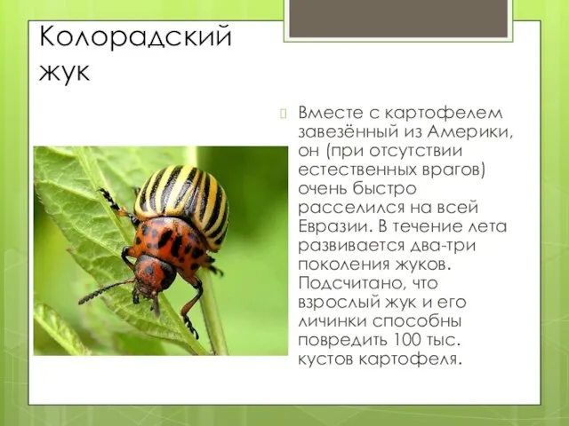 Колорадский жук Вместе с картофелем завезённый из Америки, он (при отсутствии естественных