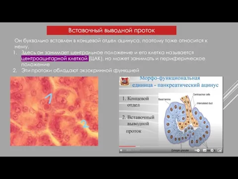 Вставочный выводной проток Он буквально вставлен в концевой отдел ацинуса, поэтому тоже