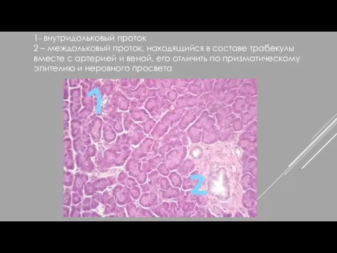 1– внутридольковый проток 2 – междольковый проток, находящийся в составе трабекулы вместе