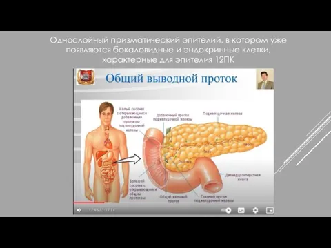 Однослойный призматический эпителий, в котором уже появляются бокаловидные и эндокринные клетки, характерные для эпителия 12ПК