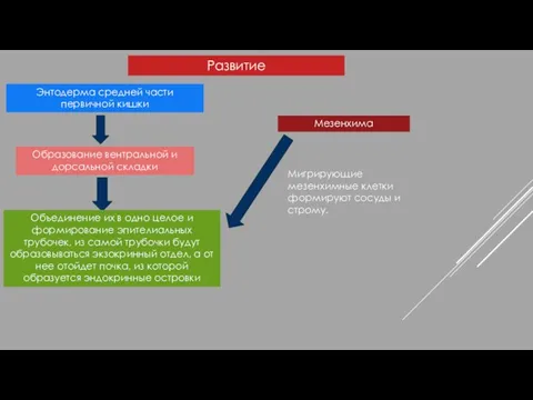 Развитие Энтодерма средней части первичной кишки Образование вентральной и дорсальной складки Объединение