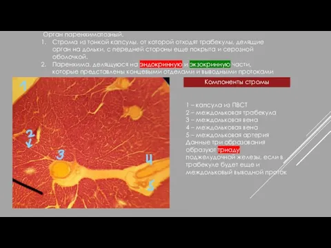 Орган паренхиматозный. Строма из тонкой капсулы, от которой отходят трабекулы, делящие орган