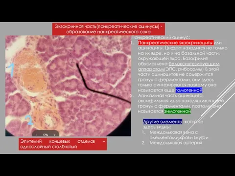 Экзокринная часть(панкреатические ацинусы) -образование панкреатического сока Панкреатический ацинус: Панкреатические экзокриноциты или ациноциты.