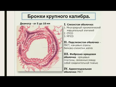 I. Слизистая оболочка: 1. Многорядный призматический мерцательный эпителий 2. СПСО 3. МПСО