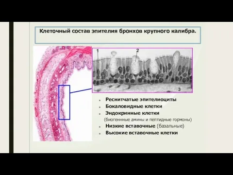 Реснитчатые эпителиоциты Бокаловидные клетки Эндокринные клетки (биогеннные амины и пептидные гормоны) Низкие