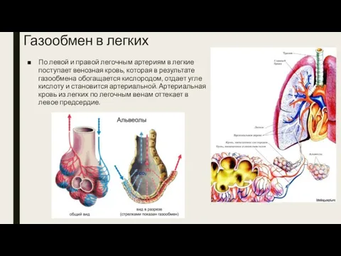 Газообмен в легких По левой и правой легочным артериям в легкие поступает