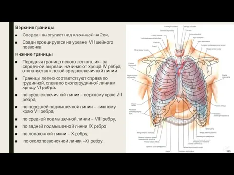 Верхние границы Спереди выступает над ключицей на 2см, Сзади проецируется на уровне