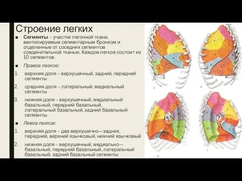 Строение легких Сегменты – участки легочной ткани, вентилируемые сегментарным бронхом и отделенные