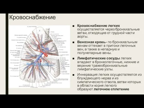 Кровоснабжение Кровоснабжение легких осуществляется через бронхиальные ветви, отходящие от грудной части аорты.