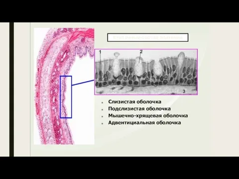 Слизистая оболочка Подслизистая оболочка Мышечно-хрящевая оболочка Адвентициальная оболочка Клеточный состав эпителия трахеи.