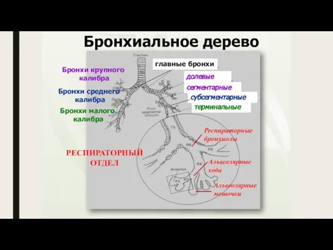 долевые сегментарные главные бронхи субсегментарные терминальные Бронхи крупного калибра Бронхи среднего калибра