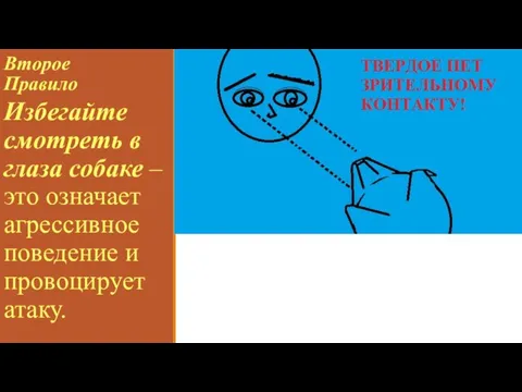 Второе Правило Избегайте смотреть в глаза собаке – это означает агрессивное поведение и провоцирует атаку.