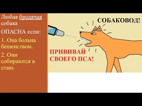 Любая бродячая собака ОПАСНА если: 1. Она больна бешенством. 2. Они собираются в стаю.