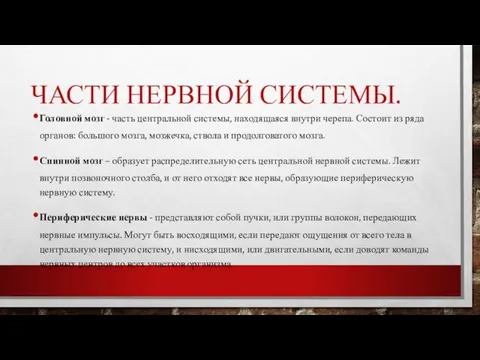 ЧАСТИ НЕРВНОЙ СИСТЕМЫ. Головной мозг - часть центральной системы, находящаяся внутри черепа.