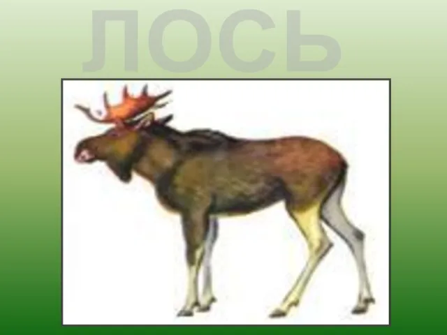 ЛОСЬ