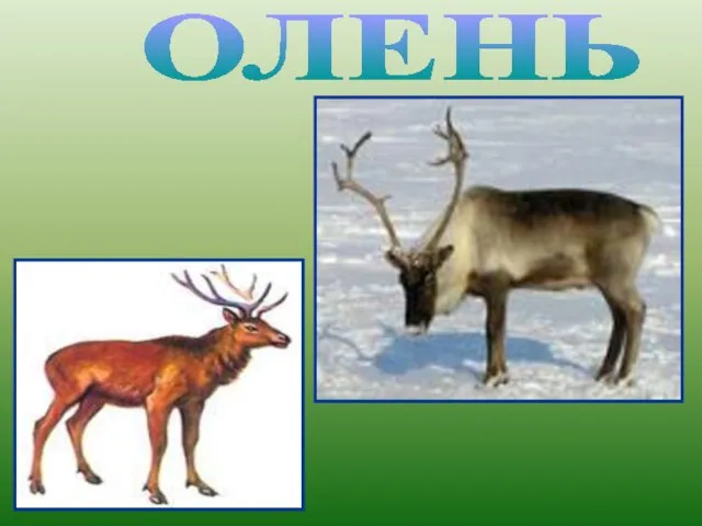 ОЛЕНЬ