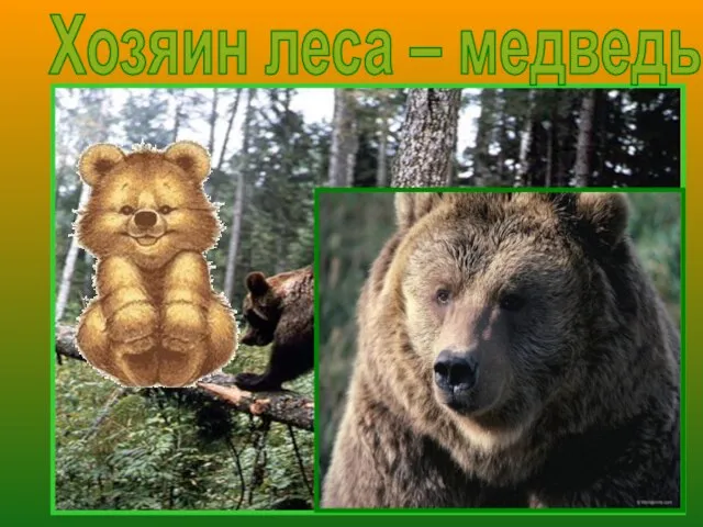 Хозяин леса – медведь