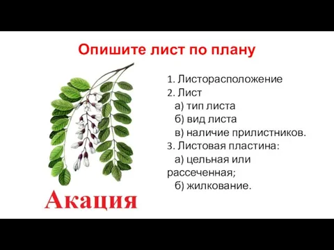 Опишите лист по плану 1. Листорасположение 2. Лист а) тип листа б)