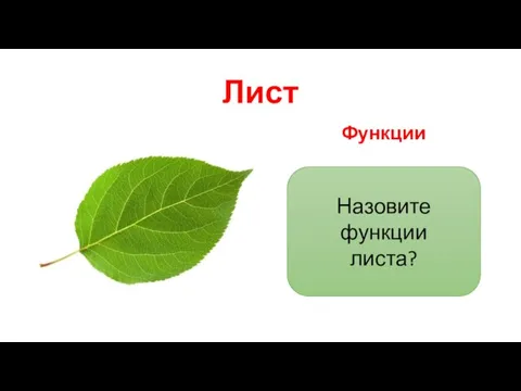 Лист Функции 1. Фотосинтез. 2. Газообмен. 3. Испарение воды (транспирация). Назовите функции листа?