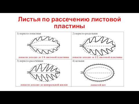 Листья по рассечению листовой пластины