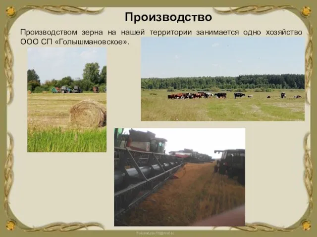 Производство Производством зерна на нашей территории занимается одно хозяйство ООО СП «Голышмановское».