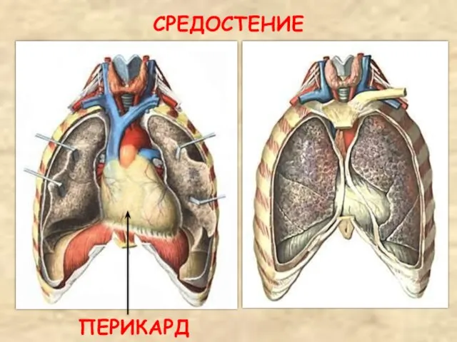 СРЕДОСТЕНИЕ ПЕРИКАРД