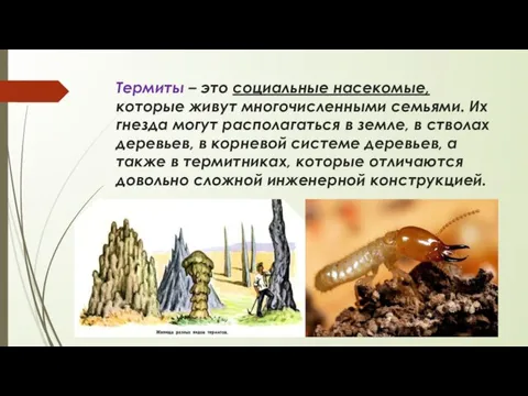 Термиты – это социальные насекомые, которые живут многочисленными семьями. Их гнезда могут