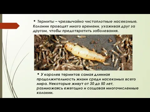 • Термиты – чрезвычайно чистоплотные насекомые. Колонии проводят много времени, ухаживая друг