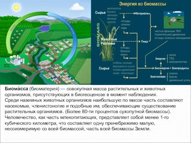 Биома́сса (биоматерия) — совокупная масса растительных и животных организмов, присутствующих в биогеоценозе