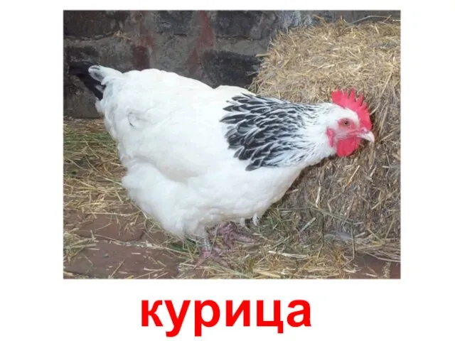 курица