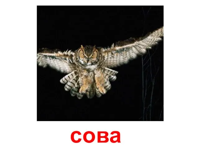 сова