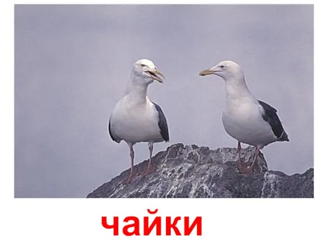 чайки