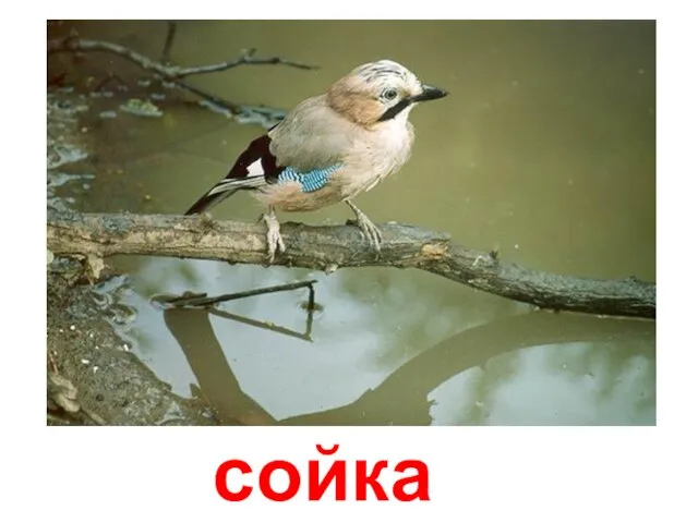 сойка