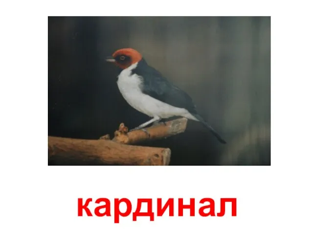 кардинал