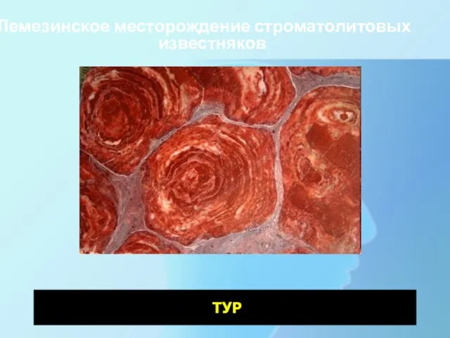 Лемезинское месторождение строматолитовых известняков ТУР