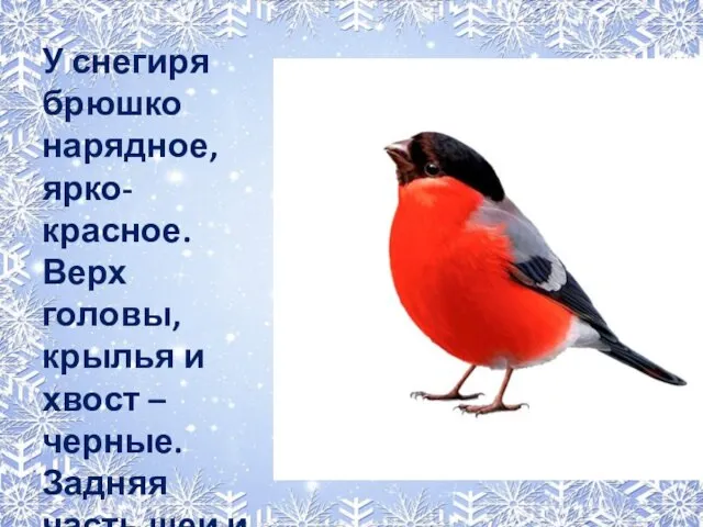 У снегиря брюшко нарядное, ярко-красное. Верх головы, крылья и хвост – черные.
