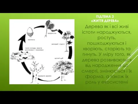 ПІДТЕМА 3 «ЖИТТЯ ДЕРЕВА» Дерева як і всі живі істоти народжуються, ростуть,