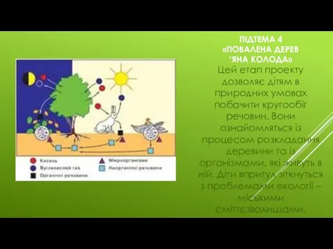 ПІДТЕМА 4 «ПОВАЛЕНА ДЕРЕВ‘ЯНА КОЛОДА» Цей етап проекту дозволяє дітям в природних