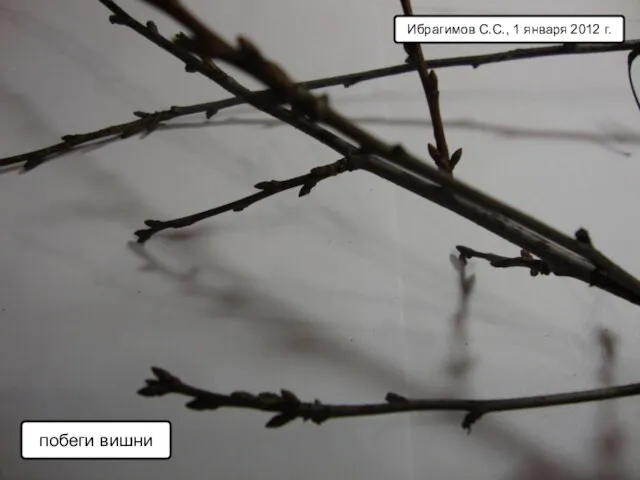 Ибрагимов С.С., 1 января 2012 г. побеги вишни
